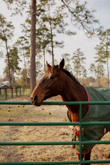 horse on a farm at equestrian center