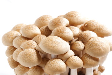 オルニチンをたくさん含んだ健康食品のブナシメジ