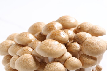 オルニチンをたくさん含んだ健康食品のブナシメジ