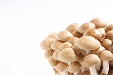 オルニチンをたくさん含んだ健康食品のブナシメジ