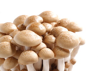 オルニチンをたくさん含んだ健康食品のブナシメジ