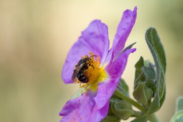Abeja Halictus rubicundus recolectando polen en flor de cistus - obrazy, fototapety, plakaty
