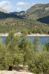 Fototapeta na wymiar Paisaje en el Pantano de Beniarrés con olivos en primer plano