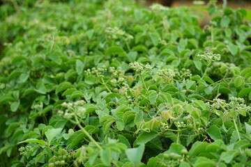 Causonis trifolia (Also called bush Grape, fox-grape, three-leaved wild vine, threeleaf cayratia) in nature.  This plant has black-colored berries and its plant used for antidiabetic