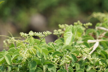 Causonis trifolia (Also called bush Grape, fox-grape, three-leaved wild vine, threeleaf cayratia) in nature.  This plant has black-colored berries and its plant used for antidiabetic