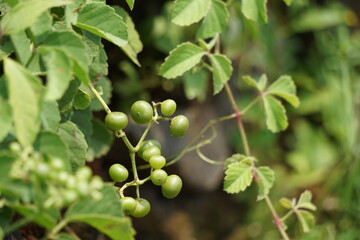 Causonis trifolia (Also called bush Grape, fox-grape, three-leaved wild vine, threeleaf cayratia) in nature.  This plant has black-colored berries and its plant used for antidiabetic