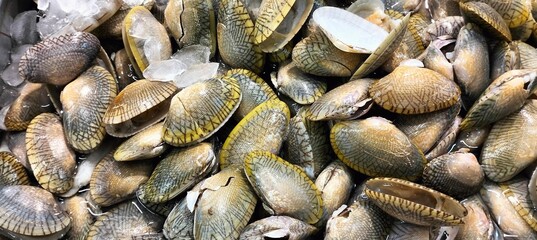 Paphia undulata,Baby clam,Venus shell,Undulated surf clam,Batik clam.
Paphia Undulata  on ice in a seafood market, close-up.