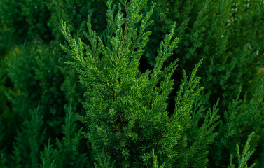 green moss background