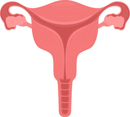 Female reproductive system semi flat color raster object. Health of female organs. Full sized item on white. Simple cartoon style illustration for web graphic design and animation