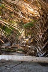 South Carolina remote beach and garden