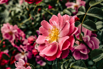 pink and white flowers