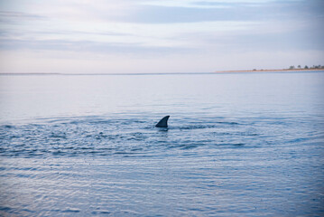 Dolphin swimming close to shore