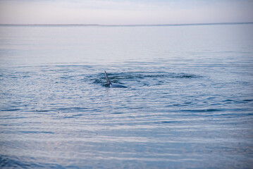Dolphin swimming close to shore