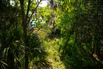Ancient Lush Gardens and Greenhouse in Magnolia Plantation