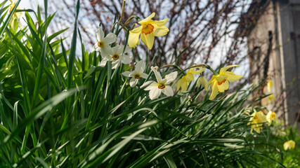 Obraz premium White and yellow narcissus flowers next to each other. White flowers in the garden. Yellow flowers in the garden. Spring time in the garden