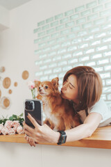 Beautiful Young Asian Korean woman playing with her chihuahua dog and taking selfie with smartphone or mobile phone