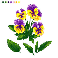 Pansies Spring flowers color drawing vector. 