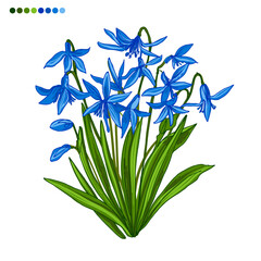 Scilla Spring flowers color drawing vector. 
