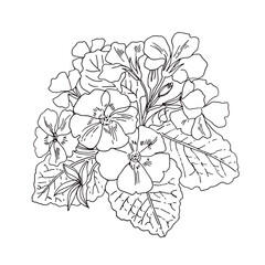Primrose Spring flowers line drawing vector. 