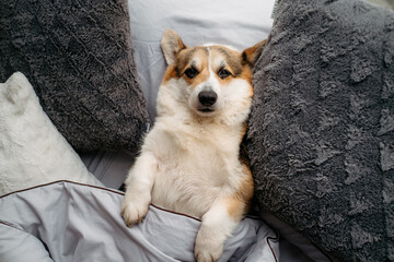 Corgi dog lies under the blanket and sleeps on the bed