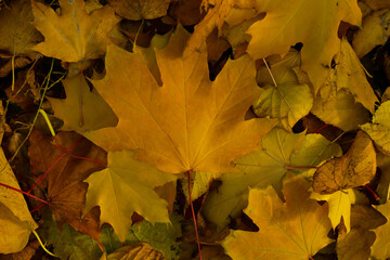 Pattern of yellow leaves. autumn background