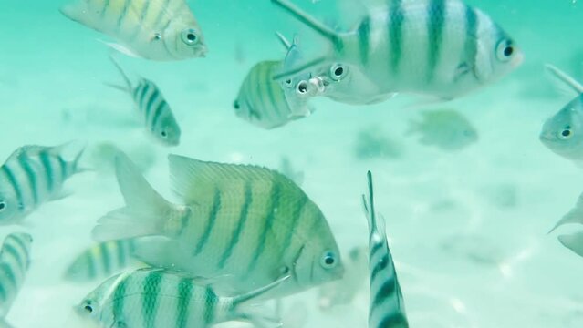Many tiger stripes live in the shallow waters lit by the sun in Thailand.