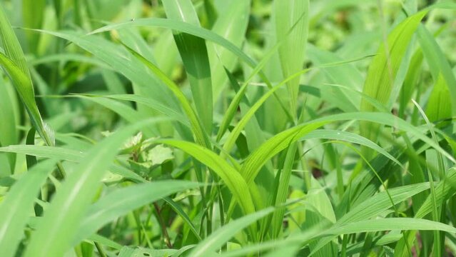 Setaria palmifolia (Rumput Setaria, Jamarak, palmgrass, highland) grass. It is grown as a vegetable crop in Papua New Guinea