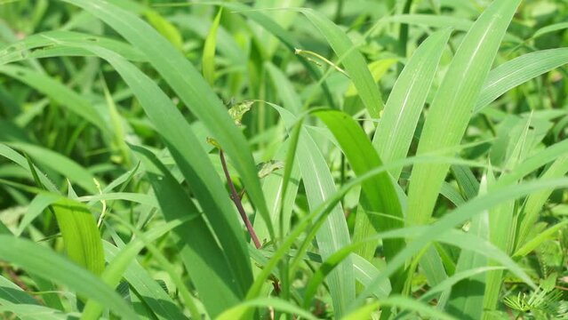 Setaria palmifolia (Rumput Setaria, Jamarak, palmgrass, highland) grass. It is grown as a vegetable crop in Papua New Guinea