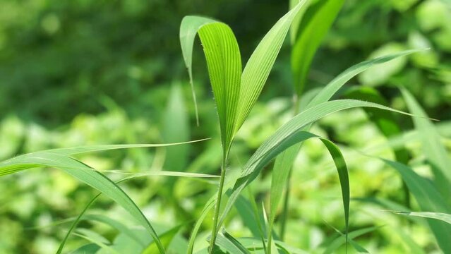 Setaria palmifolia (Rumput Setaria, Jamarak, palmgrass, highland) grass. It is grown as a vegetable crop in Papua New Guinea