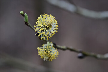 Pussy-willow, Salix caprea, in spring