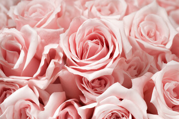 A close up of a bunch of pink roses 