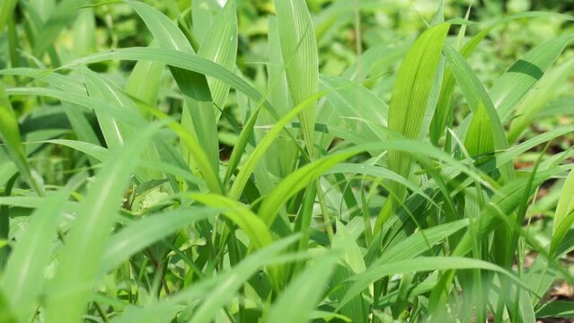 Setaria palmifolia (Rumput Setaria, Jamarak, palmgrass, highland) grass. It is grown as a vegetable crop in Papua New Guinea
