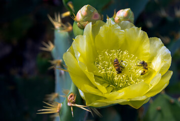 European bees or German bees, also called honey bees, perched on a beautiful yellow cactus flower at the Nossa Senhora da Guia viewpoint in Cabo Frio.