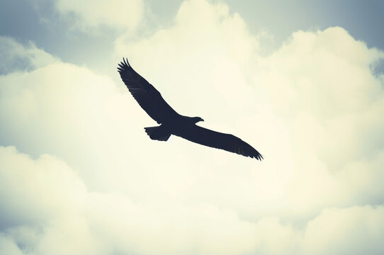 Eagle in flight against a cloudy sky