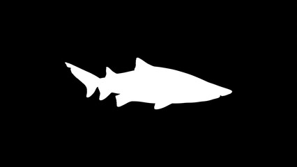 ILLUSTRATION WITH SHARK IN BLACK AND WHITE COLORS.