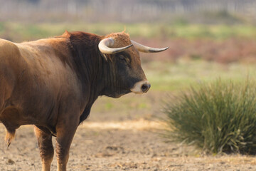 A bull standing on a pasture in Camargue