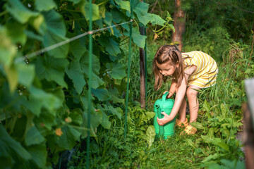 Farmer girl in yellow dress. Little vegetables gardener farming in garden. Big green watering can water fresh cucumbers seedlings. Harvest help work. Cultivation healthy organic food, countryside