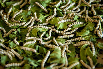 Close up silkworm is feeding with mulberry leaves