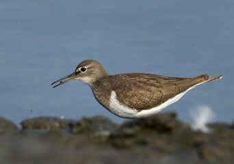 Common Sandpiper feeding at Tubli bay of Bahrain