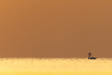 Naklejka na ściany i meble Greater Flamingos wading in the morning hours at Asker coast of Bahrain