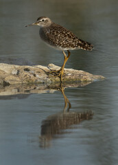 Wood Sandpiper and dramatic reflection at Asker marsh, Bahrain