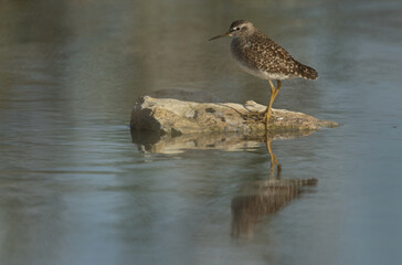 Wood Sandpiper and dramatic reflection at Asker marsh, Bahrain