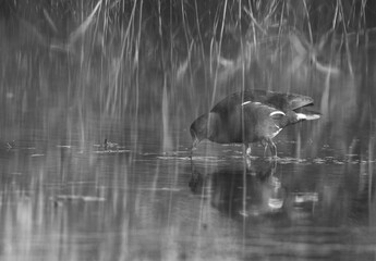 A multiple exposure image of Common Moorhen feeding at Asker marsh, Bahrain