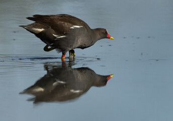 Common Moorhen with dramatic reflection at Asker marsh, Bahrain