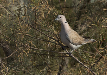 Eurasian Collard Dove perched on a bush at Asker marsh, Bahrain