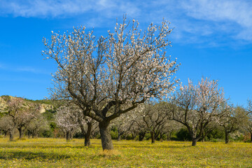 Fototapeta na wymiar Blossoming almond trees on a green meadow in springtime