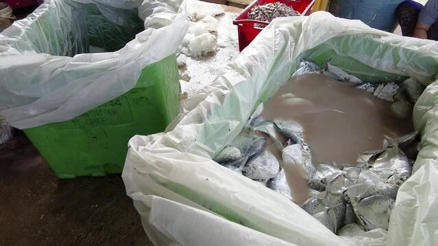 Besut, Malaysia - March 14, 2023 Defrosted fish in the box full of water. Handheld, slow-motion.