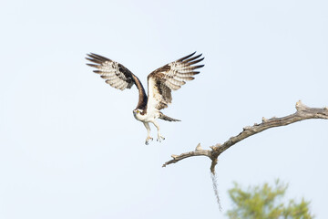 An Osprey in flight at Blue Cypress Lake in Florida.