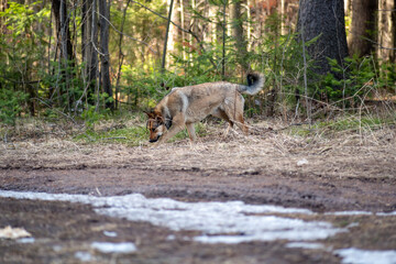 free-ranging dog on a spring forest