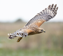 A Red-shouldered hawk in flight at the Stick Marsh in Florida.